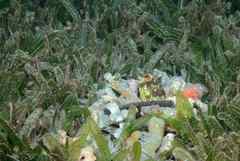 Banded Jawfish photo 5