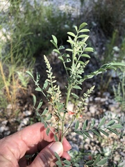 Indigofera lindheimeriana