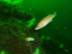 Ctenolabrus rupestris