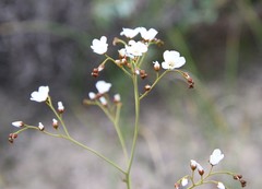 Drosera gigantea