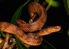 Pareas formosensis
