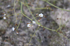 Drosera gigantea