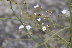 Drosera gigantea