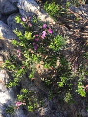 Indigofera angustifolia