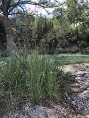 Cladium mariscus jamaicense