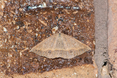 Oenochrominae