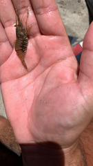 Palaemon elegans