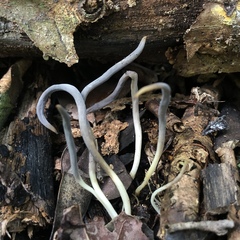 Clavulina floridana