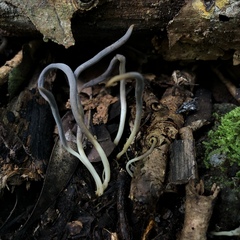 Clavulina floridana