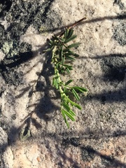 Indigofera angustifolia