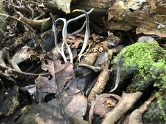 Clavulina floridana
