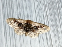 Idaea gemmata