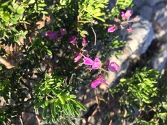 Indigofera angustifolia