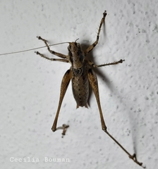 Antaxius spinibrachius