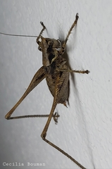 Antaxius spinibrachius