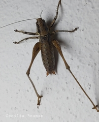 Antaxius spinibrachius