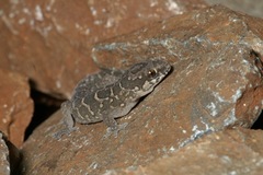Pachydactylus maculatus