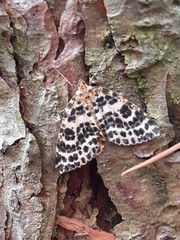 Arichanna melanaria