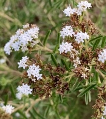 Stevia serrata