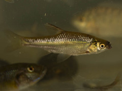 Enteromius paludinosus