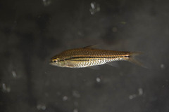 Enteromius bifrenatus