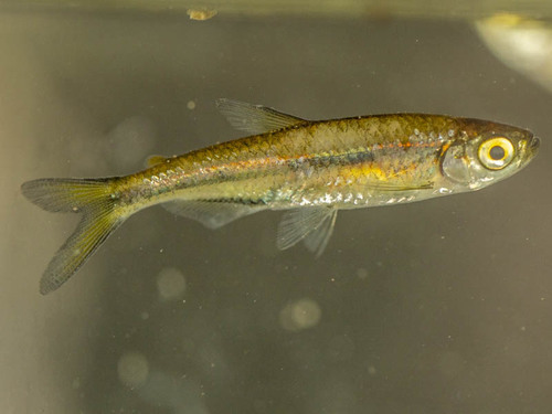 Okavango robber (Rhabdalestes maunensis) — Alestidae — 4