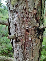 Arichanna melanaria