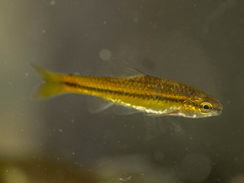 Thamalakane barb (Enteromius thamalakanensis) — Cyprinidae — 4