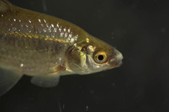 Enteromius paludinosus