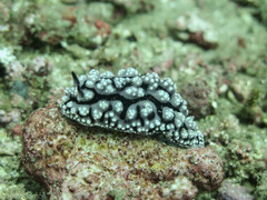 Phyllidiidae