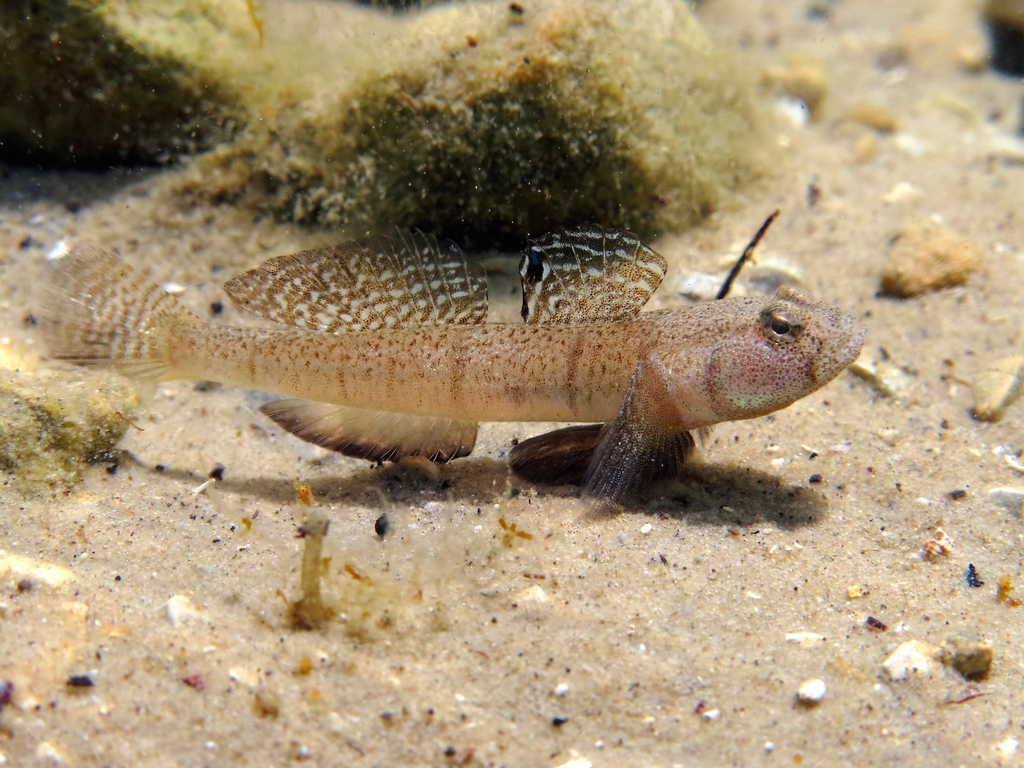 Marbled goby (Pomatoschistus marmoratus) — Gobiidae