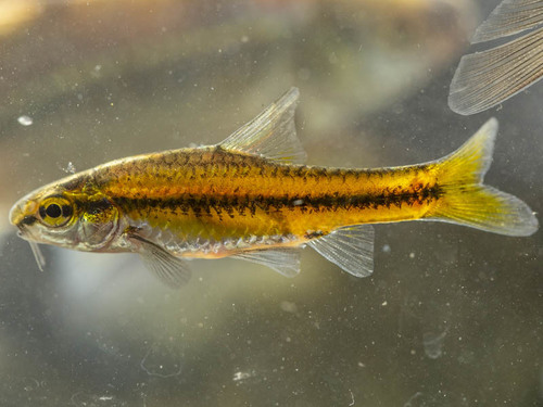 Thamalakane barb (Enteromius thamalakanensis) — Cyprinidae