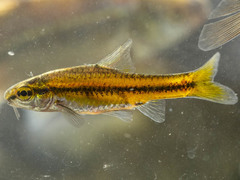 Enteromius thamalakanensis