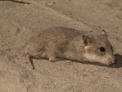 Saccostomus campestris