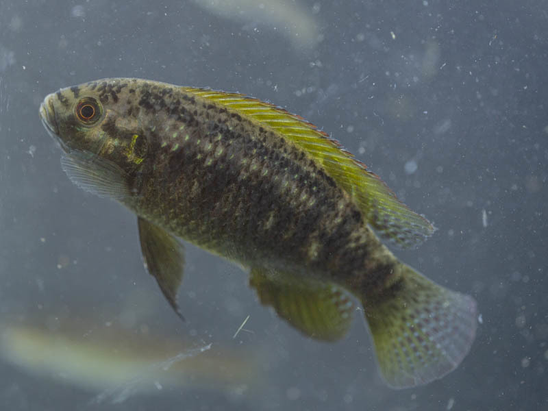 Okavango tilapia (Tilapia ruweti) — Cichlidae
