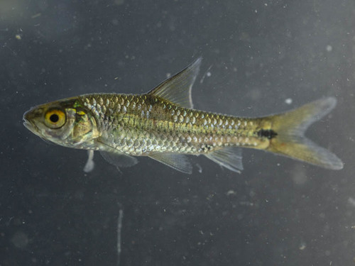 Dashtail barb (Enteromius poechii) — Cyprinidae — 4