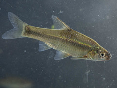 Enteromius paludinosus