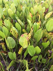 Sagittaria platyphylla