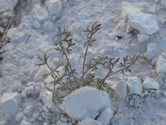 Pimpinella titanophila