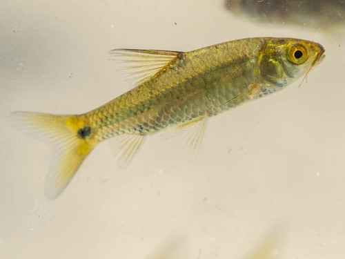 Dashtail barb (Enteromius poechii) — Cyprinidae — 3