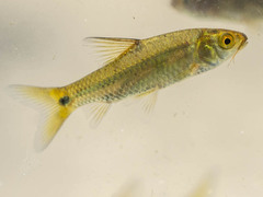 Enteromius poechii