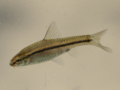 Thamalakane-barbeel (Enteromius thamalakanensis) — Cyprinidae