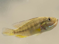 Pseudocrenilabrus philander