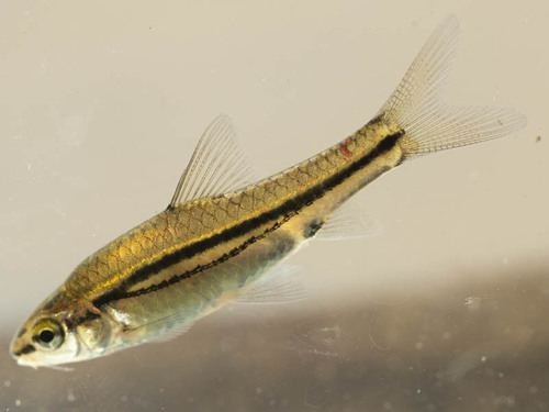 Hyphen barb (Enteromius bifrenatus) — Cyprinidae — 5