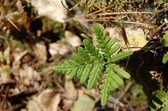 Pentagramma triangularis triangularis
