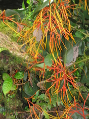 Psittacanthus schiedeanus