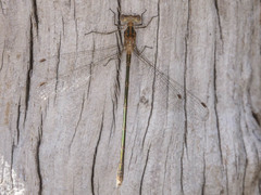 Lestes pinheyi
