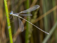 Lestes pinheyi