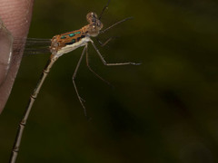 Lestes pinheyi