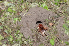 Tarbinskiellus portentosus